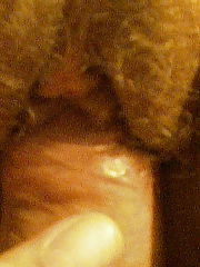 Photo 1, closeup hairy vagina