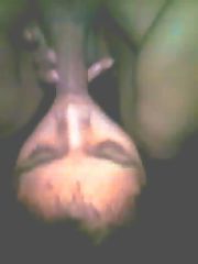 Photo 1, wet blowjobs swallows fucked