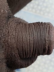 Photo 1, tiny black sissy