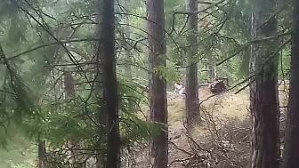 teen wanks woods