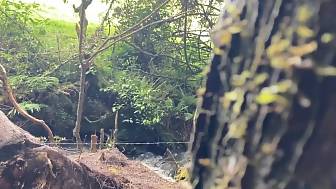 bj huge cock forest
